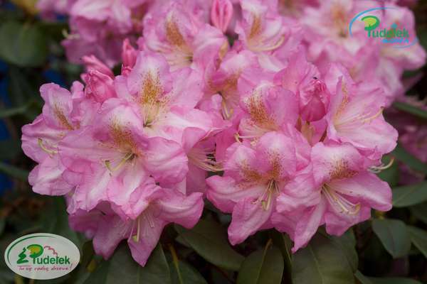 Rhododendron Scintillation